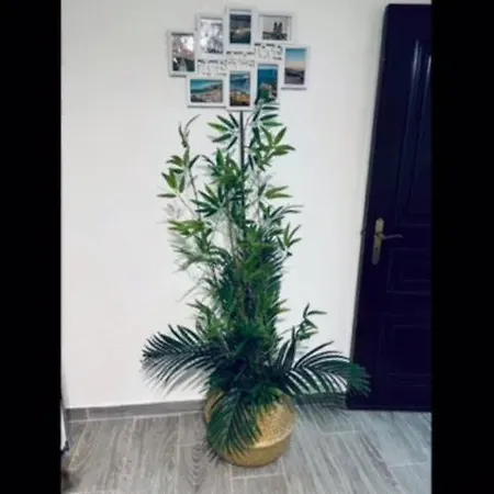 Hébergement de vacances Casinha Da Palmeira *